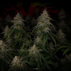 grow-with-medicgrow-smart8-spacementgrown-day49-39.jpg