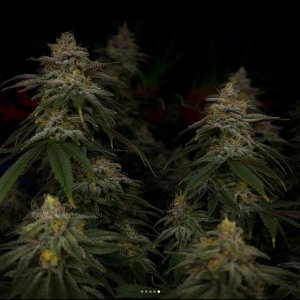 grow-with-medicgrow-smart8-spacementgrown-day49-40.jpg