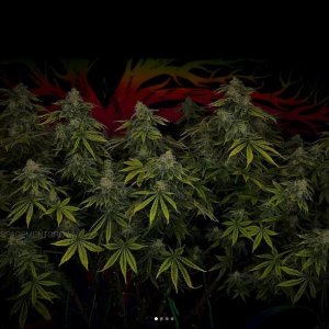 grow-with-medicgrow-smart8-spacementgrown-day49-41.jpg