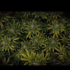 grow-with-medicgrow-smart8-spacementgrown-day49-42.jpg