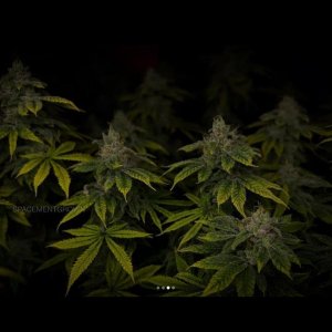 grow-with-medicgrow-smart8-spacementgrown-day49-43.jpg