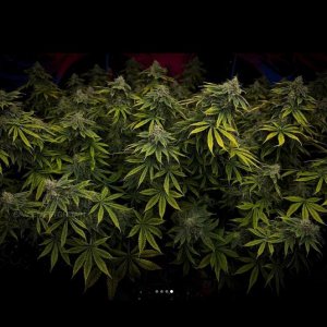 grow-with-medicgrow-smart8-spacementgrown-day49-44.jpg