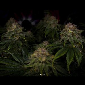 grow-with-medicgrow-smart8-spacementgrown-day49-45.jpg