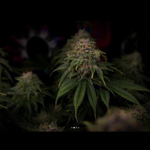 grow-with-medicgrow-smart8-spacementgrown-day49-46.jpg