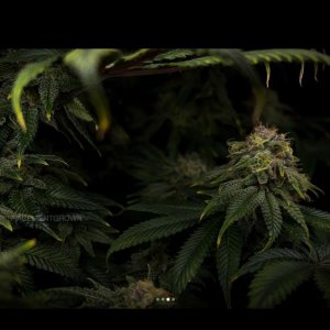 grow-with-medicgrow-smart8-spacementgrown-day49-47.jpg