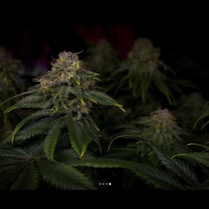 grow-with-medicgrow-smart8-spacementgrown-day49-48.jpg