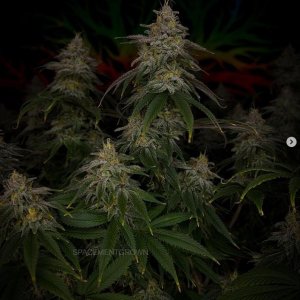 grow-with-medicgrow-smart8-spacementgrown-day49-51.jpg