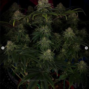 grow-with-medicgrow-smart8-spacementgrown-day49-52.jpg