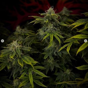 grow-with-medicgrow-smart8-spacementgrown-day49-53.jpg