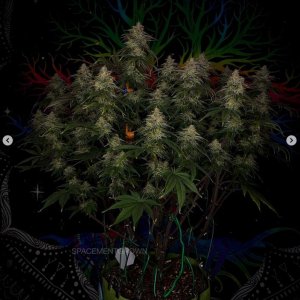 grow-with-medicgrow-smart8-spacementgrown-day49-54.jpg