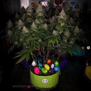 grow-with-medicgrow-smart8-spacementgrown-day52.jpg