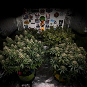 grow-with-medicgrow-smart8-spacementgrown-day53.jpg