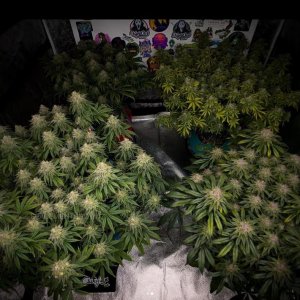 grow-with-medicgrow-smart8-spacementgrown-day53-1.jpg