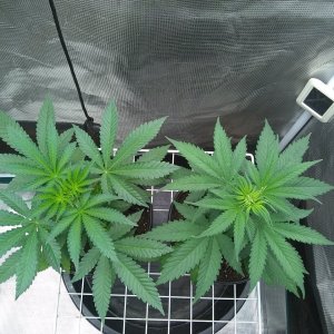 Sour Diesel (l) Super Skunk (r)