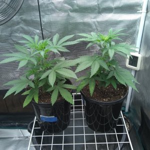 Sour Diesel (l) Super Skunk (r)