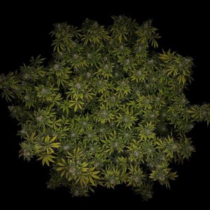 grow-with-medicgrow-smart8-spacementgrown-day55-1.jpg