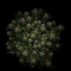 grow-with-medicgrow-smart8-spacementgrown-day55-2.jpg