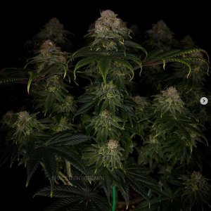 grow-with-medicgrow-smart8-spacementgrown-day55-4.jpg