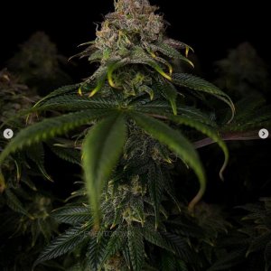 grow-with-medicgrow-smart8-spacementgrown-day55-5.jpg