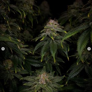 grow-with-medicgrow-smart8-spacementgrown-day55-6.jpg