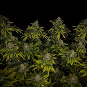 grow-with-medicgrow-smart8-spacementgrown-day55-7.jpg