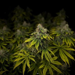 grow-with-medicgrow-smart8-spacementgrown-day55-8.jpg