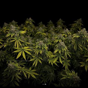 grow-with-medicgrow-smart8-spacementgrown-day55-9.jpg