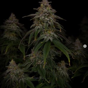 grow-with-medicgrow-smart8-spacementgrown-day55-10.jpg