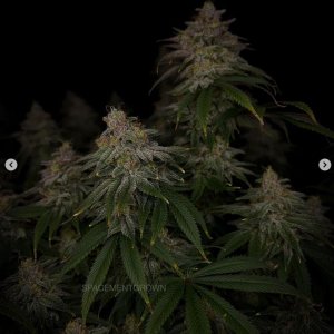 grow-with-medicgrow-smart8-spacementgrown-day55-11.jpg