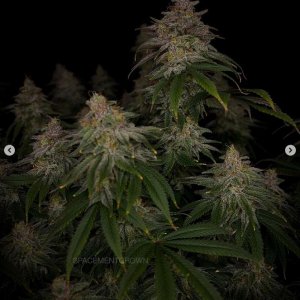 grow-with-medicgrow-smart8-spacementgrown-day55-12.jpg