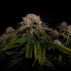 grow-with-medicgrow-smart8-spacementgrown-day55-13.jpg