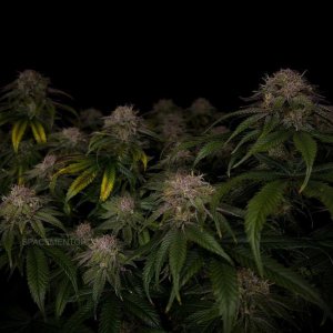 grow-with-medicgrow-smart8-spacementgrown-day55-14.jpg