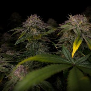 grow-with-medicgrow-smart8-spacementgrown-day55-15.jpg