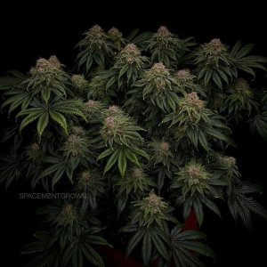 grow-with-medicgrow-smart8-spacementgrown-day55-16.jpg