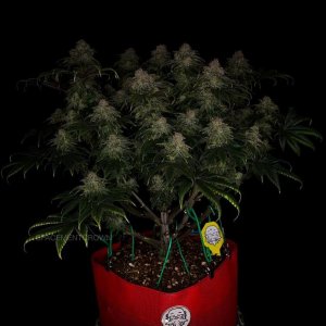 grow-with-medicgrow-smart8-spacementgrown-day55-17.jpg