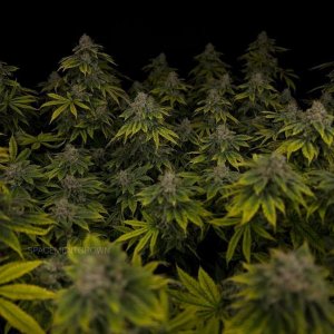 grow-with-medicgrow-smart8-spacementgrown-day55-18.jpg