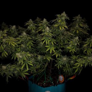 grow-with-medicgrow-smart8-spacementgrown-day55-19.jpg