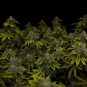 grow-with-medicgrow-smart8-spacementgrown-day55-20.jpg