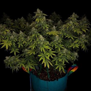 grow-with-medicgrow-smart8-spacementgrown-day55-21.jpg