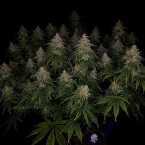 grow-with-medicgrow-smart8-spacementgrown-day55-22.jpg