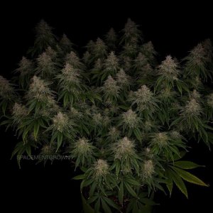 grow-with-medicgrow-smart8-spacementgrown-day55-23.jpg