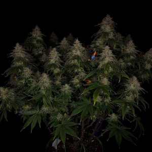 grow-with-medicgrow-smart8-spacementgrown-day55-24.jpg