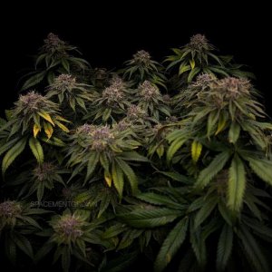 grow-with-medicgrow-smart8-spacementgrown-day55-25.jpg