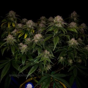 grow-with-medicgrow-smart8-spacementgrown-day55-26.jpg