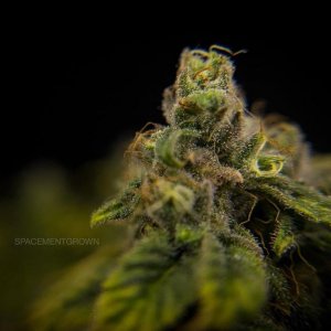 grow-with-medicgrow-smart8-spacementgrown-day55-27.jpg