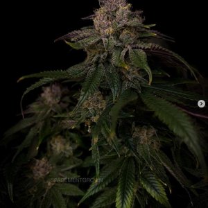 grow-with-medicgrow-smart8-spacementgrown-day55-29.jpg