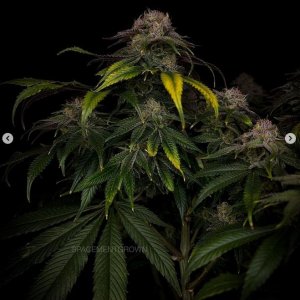 grow-with-medicgrow-smart8-spacementgrown-day55-30.jpg