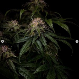 grow-with-medicgrow-smart8-spacementgrown-day55-31.jpg