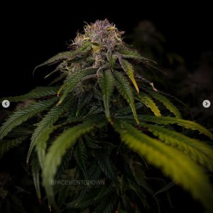 grow-with-medicgrow-smart8-spacementgrown-day55-32.jpg