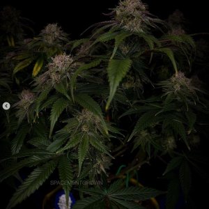 grow-with-medicgrow-smart8-spacementgrown-day55-33.jpg